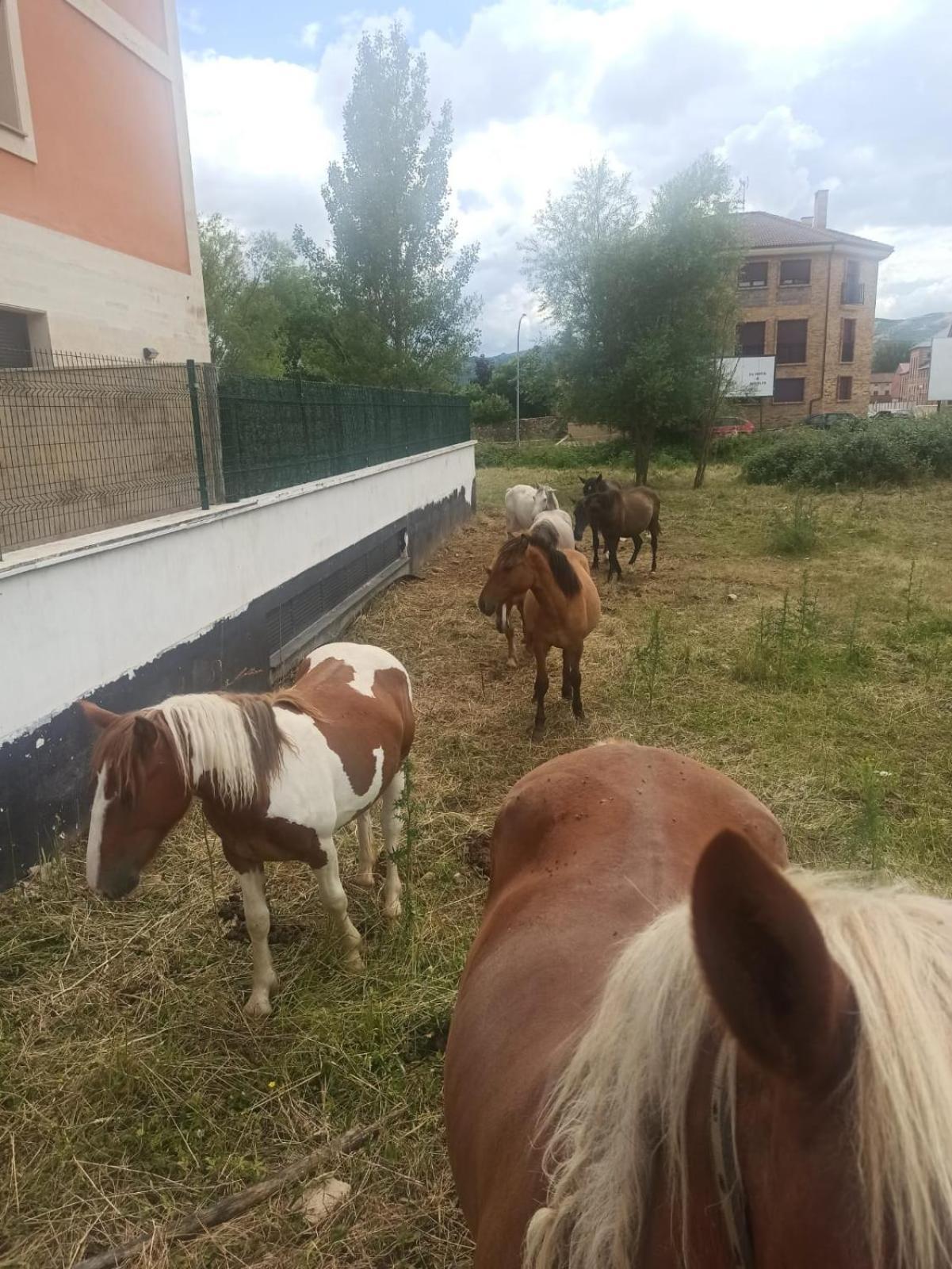 Fiordos Leoneses Bonar